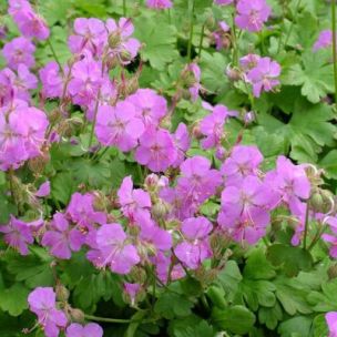 Géranium de Cambridge  - Leaderplant