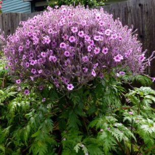 Geranium de Madère - Leaderplant