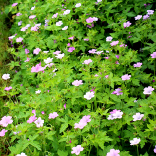 Géranium vivace Wargrave Pink en mini-motte - Leaderplant