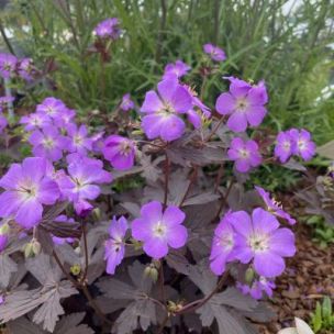 Géranium vivace Stormy Night ® - Leaderplant