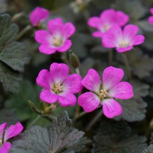Géranium vivace Orkney Cherry ® - Leaderplant