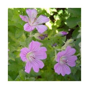 Géranium Sirak - Leaderplant