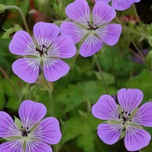 Géranium vivace Sweet Heidy ® - Leaderplant