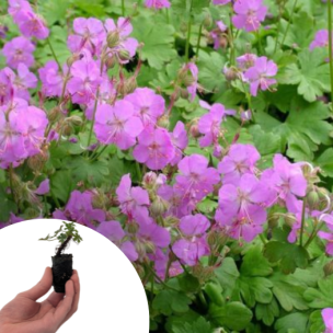 Géranium de Cambridge en mini-motte - Leaderplant