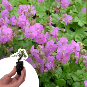 Géranium de Cambridge en mini-motte - Leaderplant