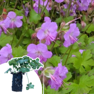 Géranium rose vif Karmina en mini-motte - Leaderplant