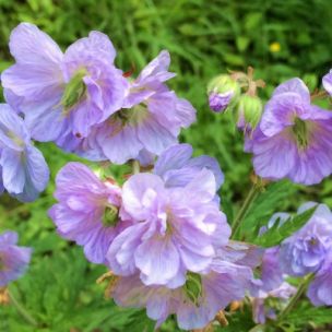 Géranium vivace Cloud Nine ® - Leaderplant