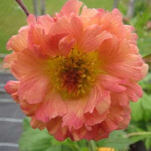 Geum Apricot Pearl ® - Leaderplant