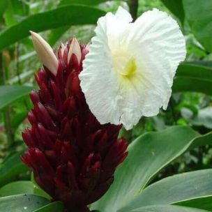 Gingembre Crêpe / Canne d’eau - Leaderplant