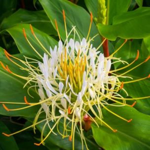 Gingembre d'ornement Ellipticum - Leaderplant