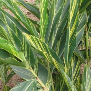 Gingembre à feuillage panaché - Leaderplant