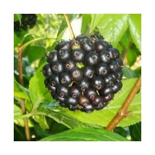 Ginseng russe / éleuthérocoque - Leaderplant