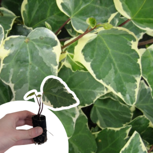 Lierre Gloire de Marengo en mini-motte - Leaderplant