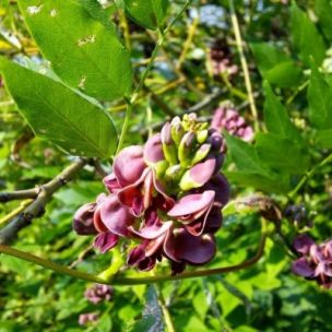 Glycine Tubéreuse / Haricot Patate - Leaderplant