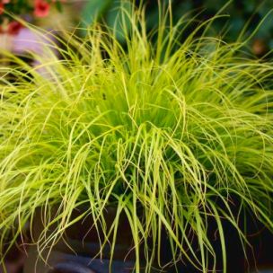 Graminée Herbe aux écouvillons Hameln Gold ® - Leaderplant