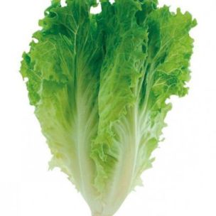 Graines Bio de Chicorée Scarole Cornet d'Anjou (Ferme de Sainte Marthe) - Leaderplant