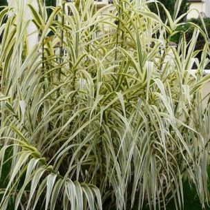 Graminée Canne de Provence panachée - Leaderplant