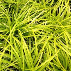 Graminée Carex Everillo ® - Leaderplant