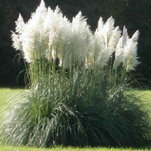 Graminée Herbe de la Pampa 'Sunningdale Silver' ® - Leaderplant
