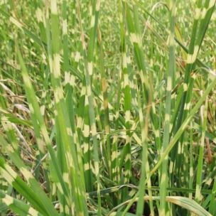 Graminée Miscanthus Zebrinus 'Strictus' - Leaderplant