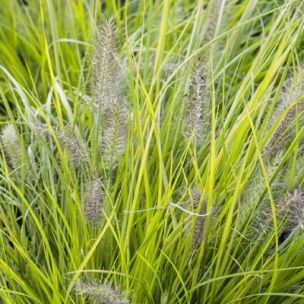 Graminée Herbe aux écouvillons 'Hameln Gold' ® - Leaderplant