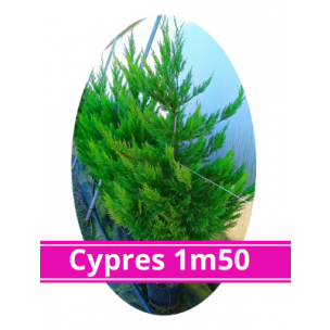 Cyprès de Leyland en pot de 7.5L 150cm - Leaderplant