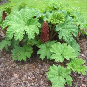 Gunnera - Rhubarbe Géante - Leaderplant