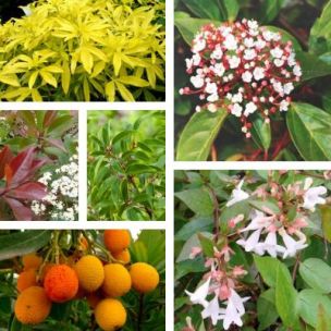 Kit Haie Brise Vue Fleurie - Leaderplant