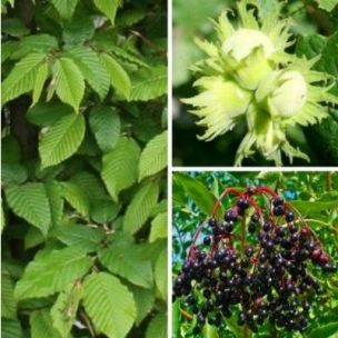 Kit Haie Protection Biologique - Leaderplant