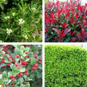 Haie Persistante 4 Saisons XXL - Leaderplant