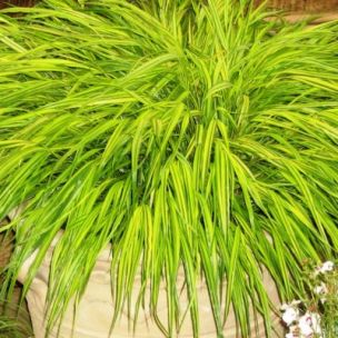 Graminée Hakonechloa 'Aureola' - Herbe Japonaise - Leaderplant