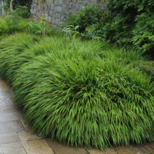 Graminée Hakonechloa Macra - Herbe japonaise - Leaderplant