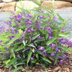 Glycine Australienne Naine Meema - Leaderplant