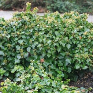 Lierre Arborescent Nain - Leaderplant