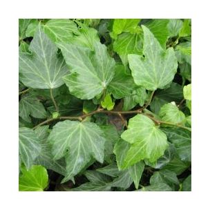 Lierre 'Green Ripple' - Leaderplant