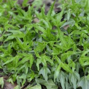 Lierre commun nain - Leaderplant