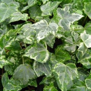 DESTOCKAGE Lierre panaché Mint Kolibri - Leaderplant