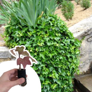 Lierre commun en mini-motte - Leaderplant