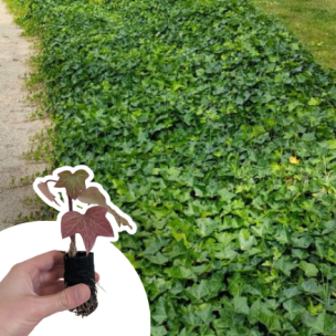 Lierre d'Irlande en mini-motte - Leaderplant