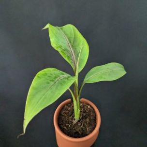 Bananier Helen's Hybrid en mini-motte  - Leaderplant