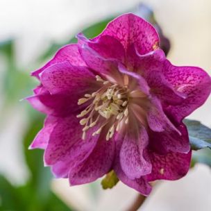 Hellébore Double Ellen Red  - Leaderplant