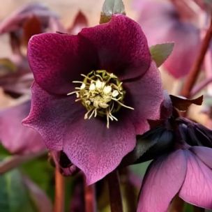 Hellébore Pretty Ellen Red - Leaderplant