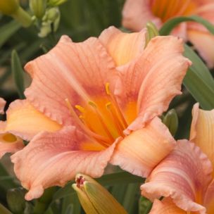 Hémérocalle 'Ping Wing' ® - Leaderplant