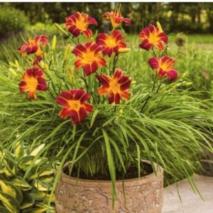 Hémérocalle / Lis d’un jour Everydaylily Red Rib ® - Leaderplant