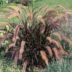 Graminée herbe aux écouvillons rouges - Leaderplant