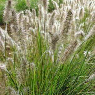 Graminée Herbe aux écouvillons - Leaderplant