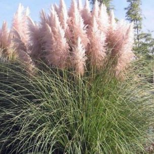Graminée Herbe de la Pampa rose, Gynerium - Leaderplant