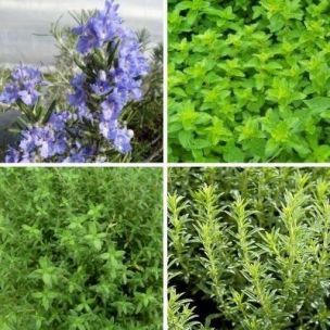 Kit Aromatiques Herbes de Provence - Leaderplant
