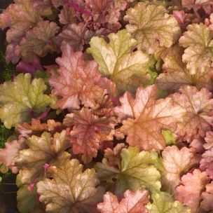 Heuchère 'Sens Americano' ® - Leaderplant