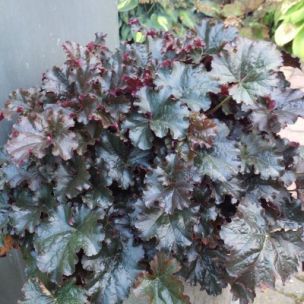 Heuchère 'Sens Expresso' ® - Leaderplant